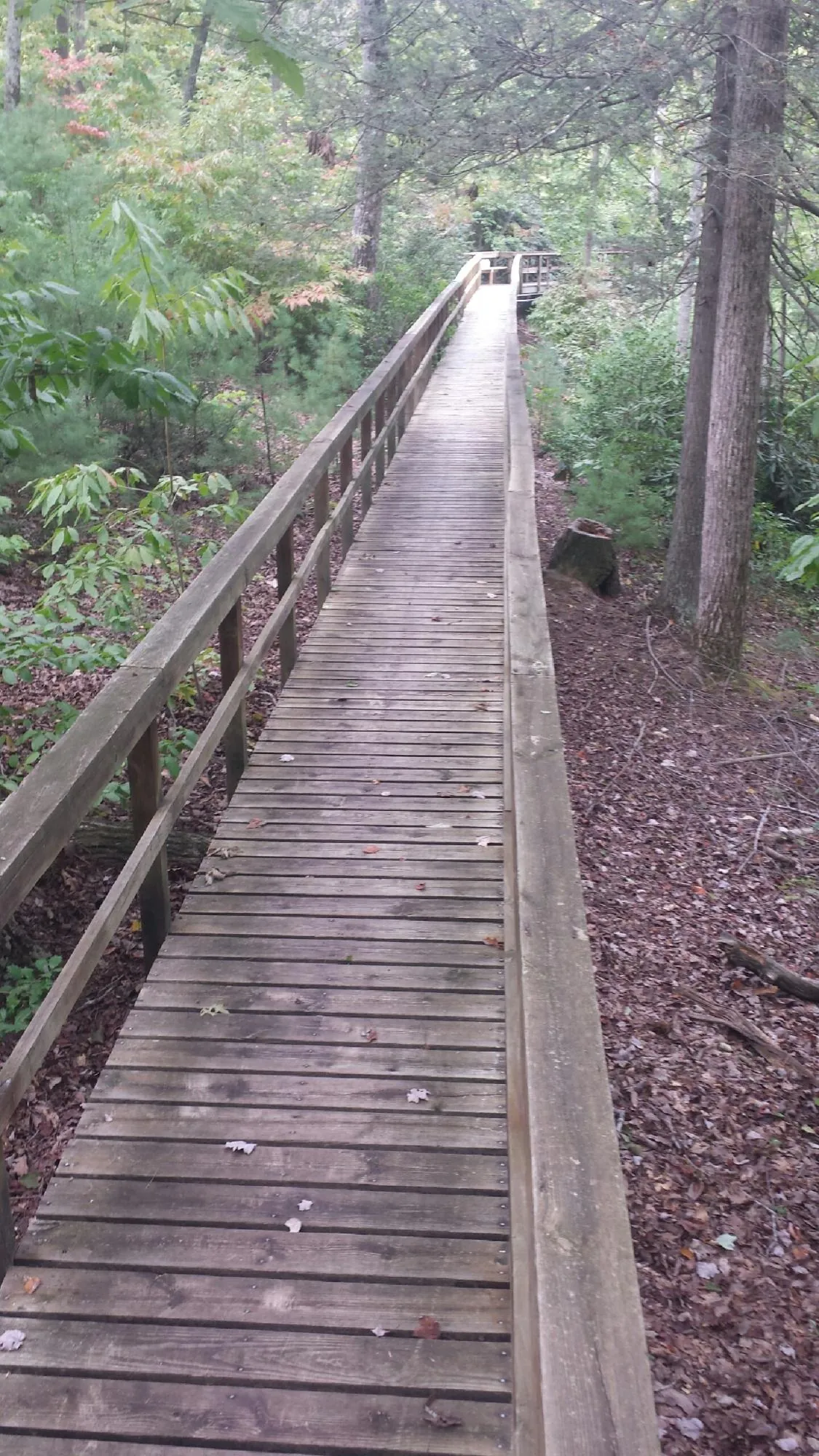 Long wood walkway with handrails built through the woods in Palmyra